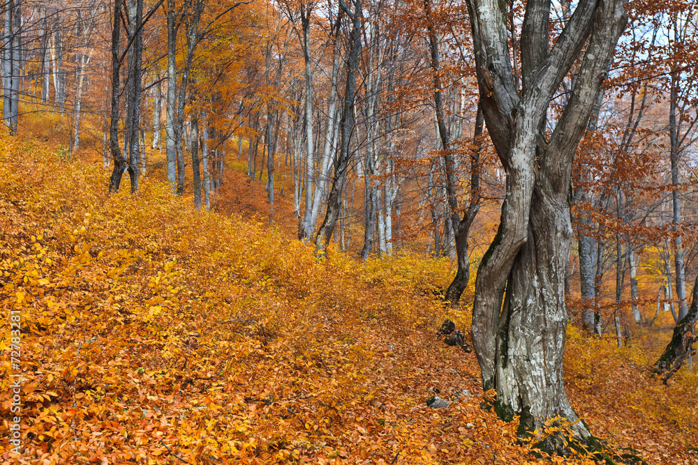 Obraz premium autumn forest