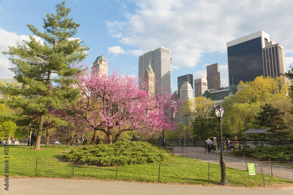 Flowering trees in Central Park, NYC