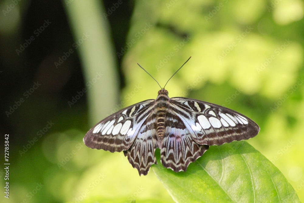 Parthenos sylvia - Blue Clipper butterfly Parthenos sylvia - Blue Clipper butterfly