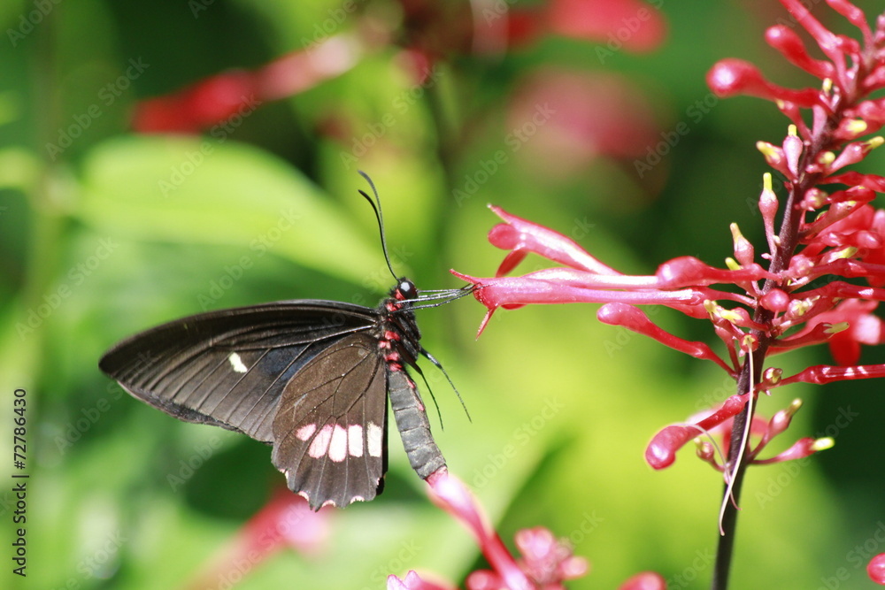 True Cattleheart Butterfly / Parides eurimedes True Cattleheart Butterfly / Parides eurimedes