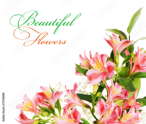 Alstroemeria flowers