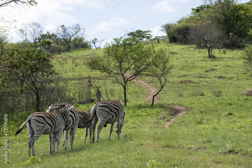 Three Zebras and Foal in Grasslands of Nature Reserve