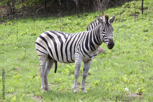 Young Male Zebra in Open Grassland of Wildlife Reserve