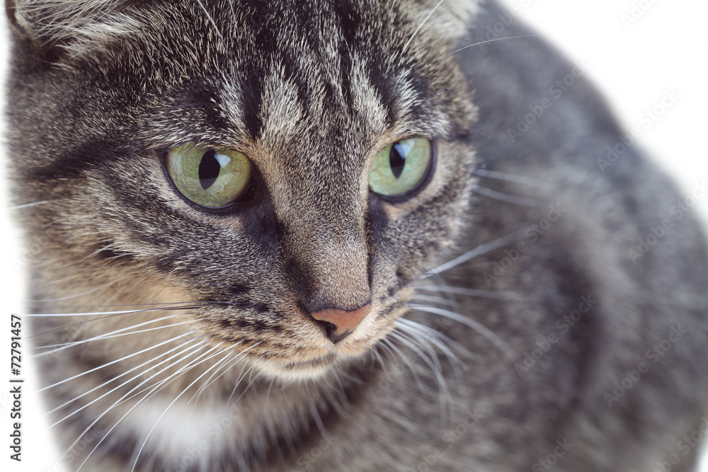 Portrait of tabby green-eyed cat Portrait of tabby green-eyed cat