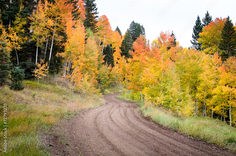 Fototapeta premium autumn road