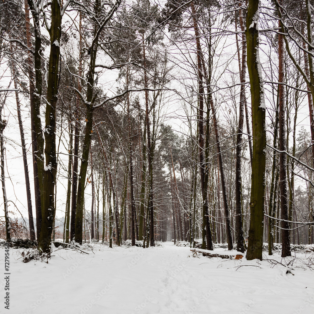 Fototapeta premium Snow alley path in winter forest.