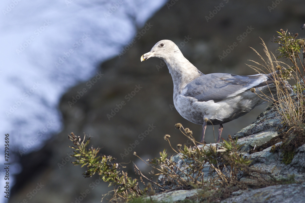 Glaucous-winged gull is sitting on the slope of the shore of the Glaucous-winged gull is sitting on the slope of the shore of the