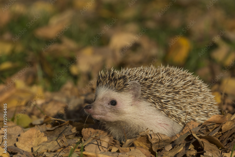 Small hadgehog Small hadgehog