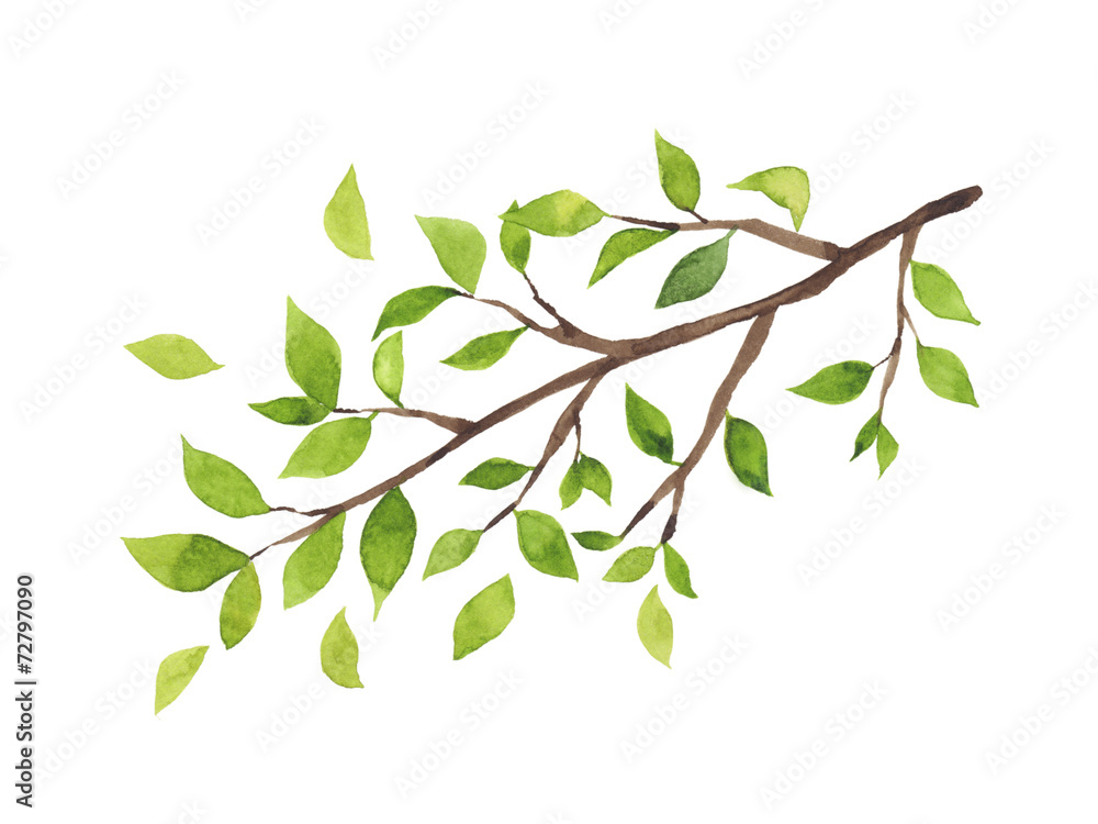 緑の葉がついた木の枝 水彩イラスト Stock イラスト Adobe Stock