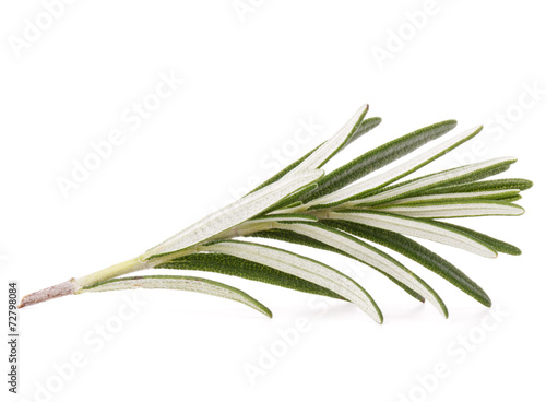 rosemary herb spice leaves isolated on white background cutout