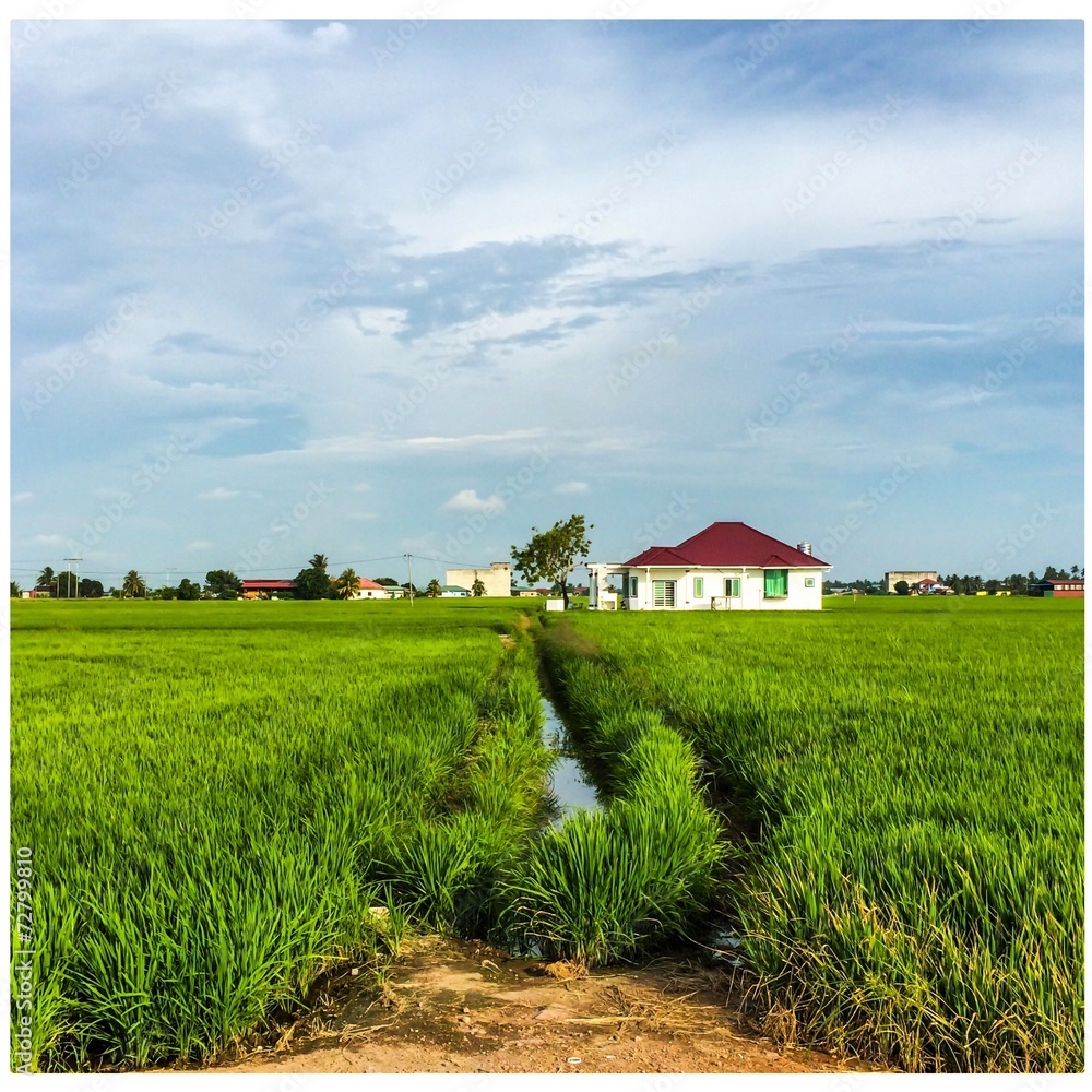 Obraz premium paddy field 