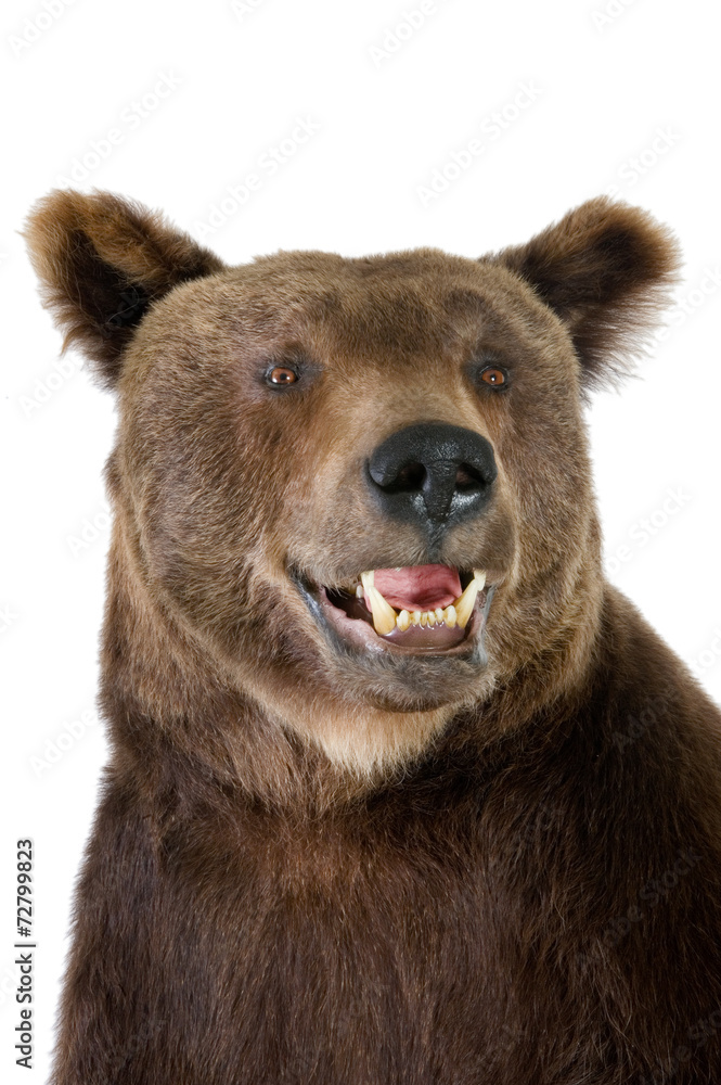 Fototapeta premium brown bear - Ursus arctos