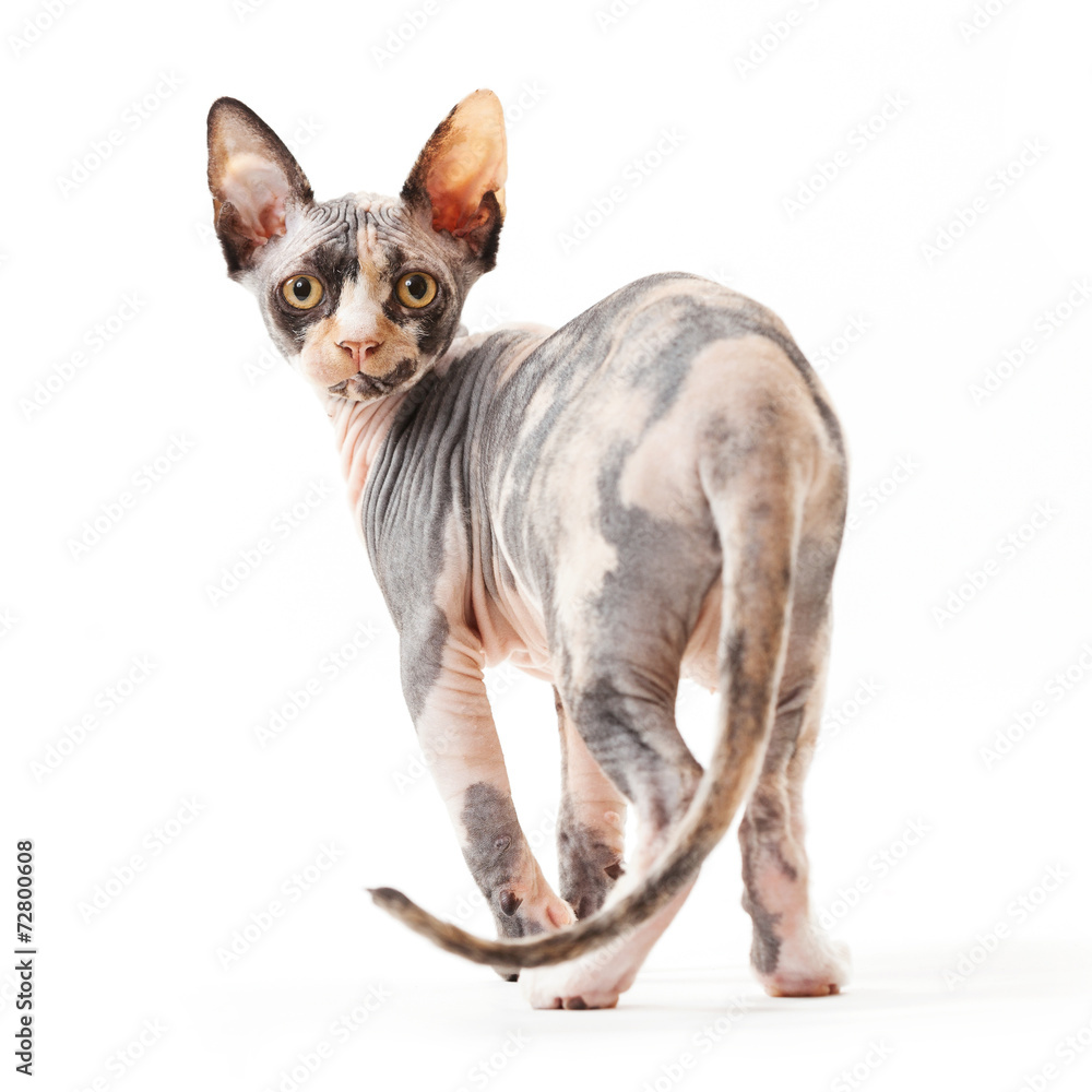 Sphynx cat turn out on white background