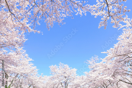 満開の桜 © hallucion_7