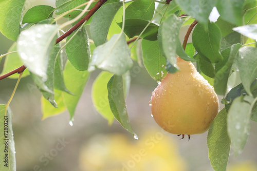 pear on a branch of ripe yellow