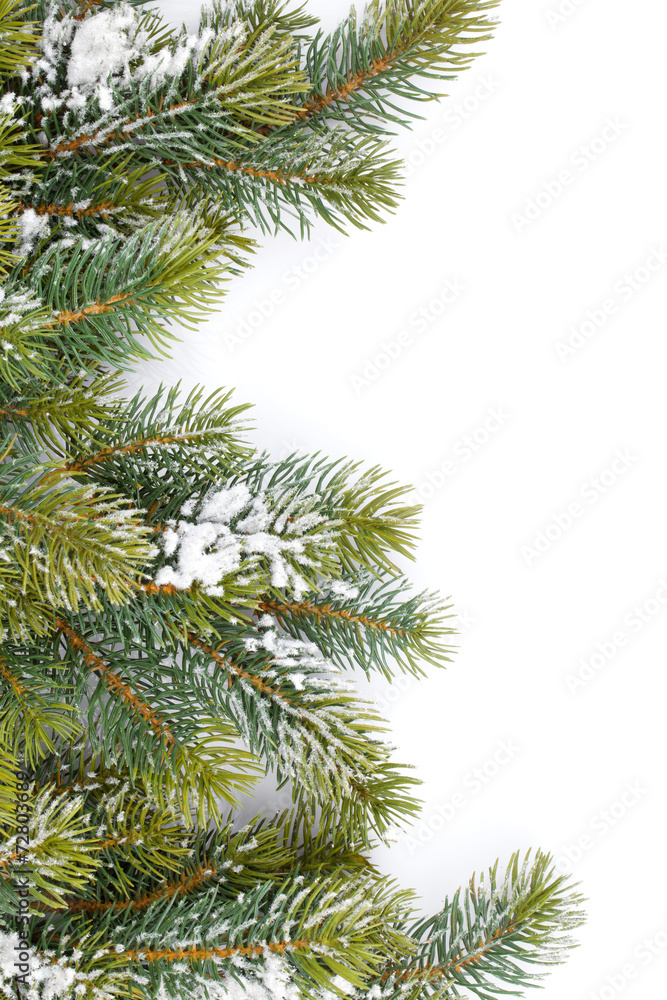 Fir tree branch covered with snow Fir tree branch covered with snow