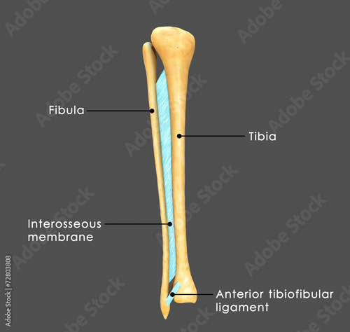 Syndesmosis between Fibula and tibia