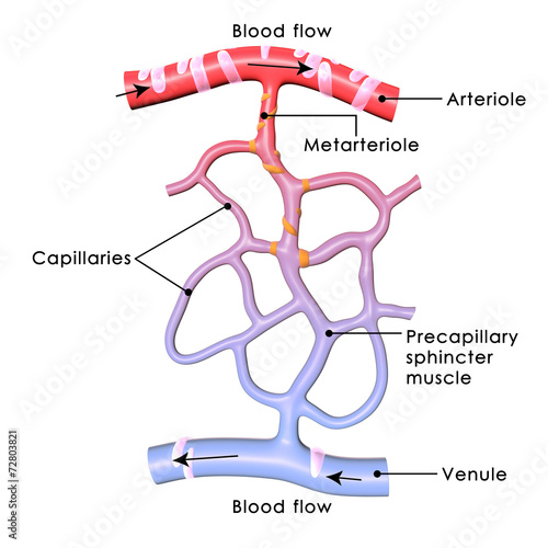 Картината върху платно Capillaries