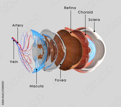Eye layers