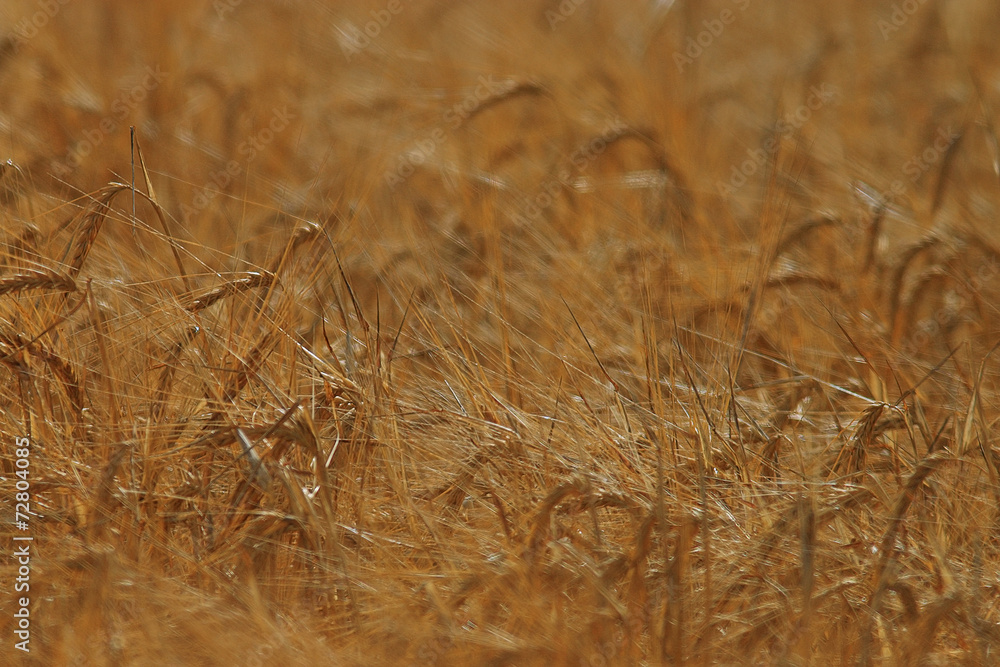 Fototapeta premium hay background