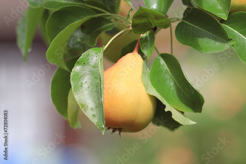 pear on a branch of ripe yellow