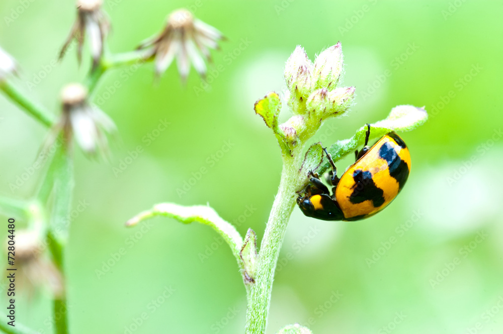 Fototapeta premium ladybug on green leaf