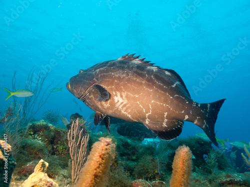 big black grouper (Mycteroperca bonaci) photo