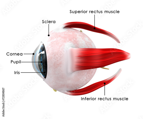 Fotografie Human Eye