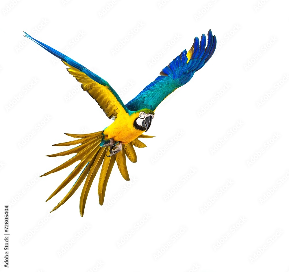 Naklejka premium Colourful flying parrot isolated on white