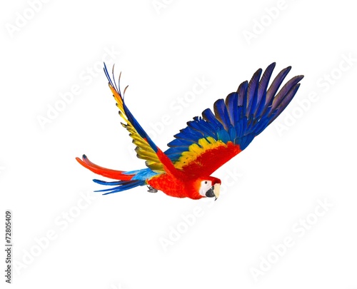 Colourful flying parrot isolated on white