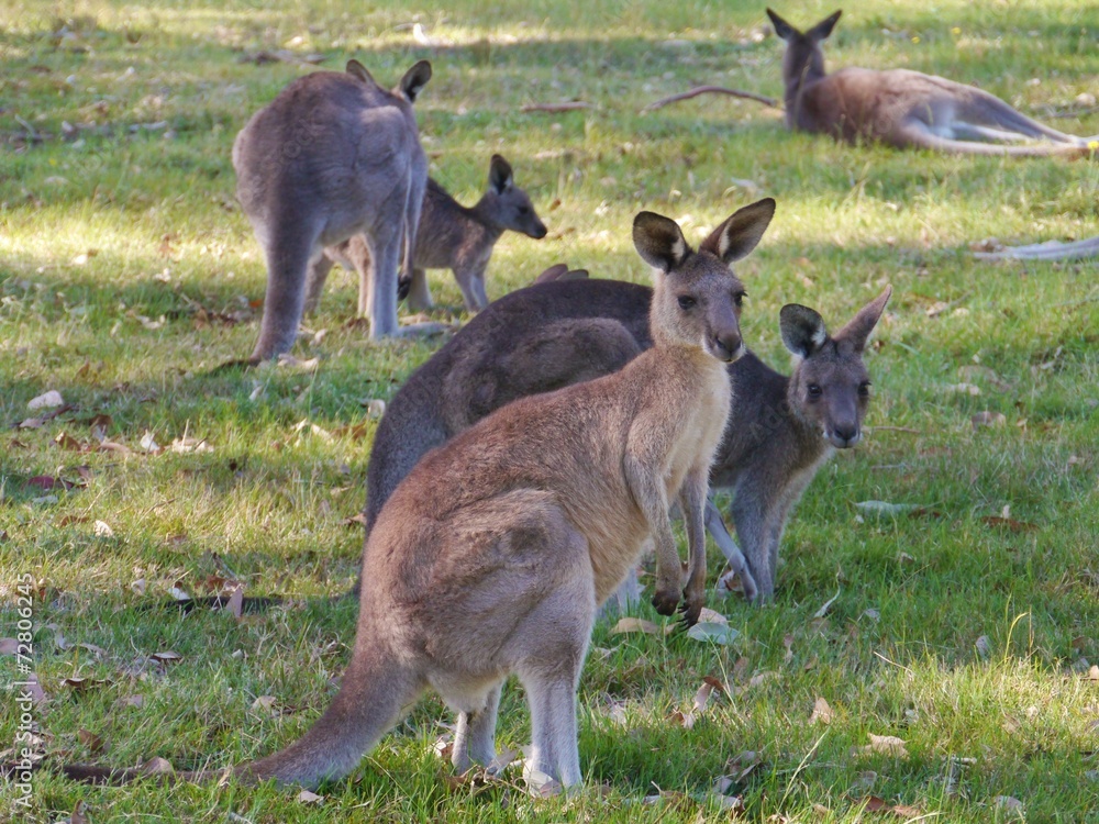 A male and a female kangaroo in Australia A male and a female kangaroo in Australia