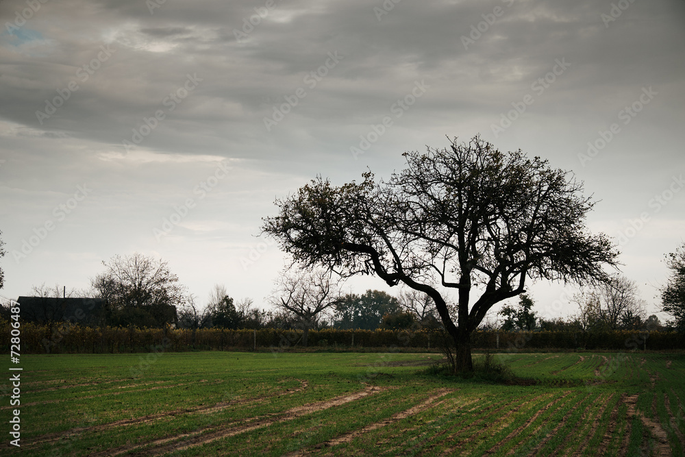 Fototapeta premium Lonely tree on the field