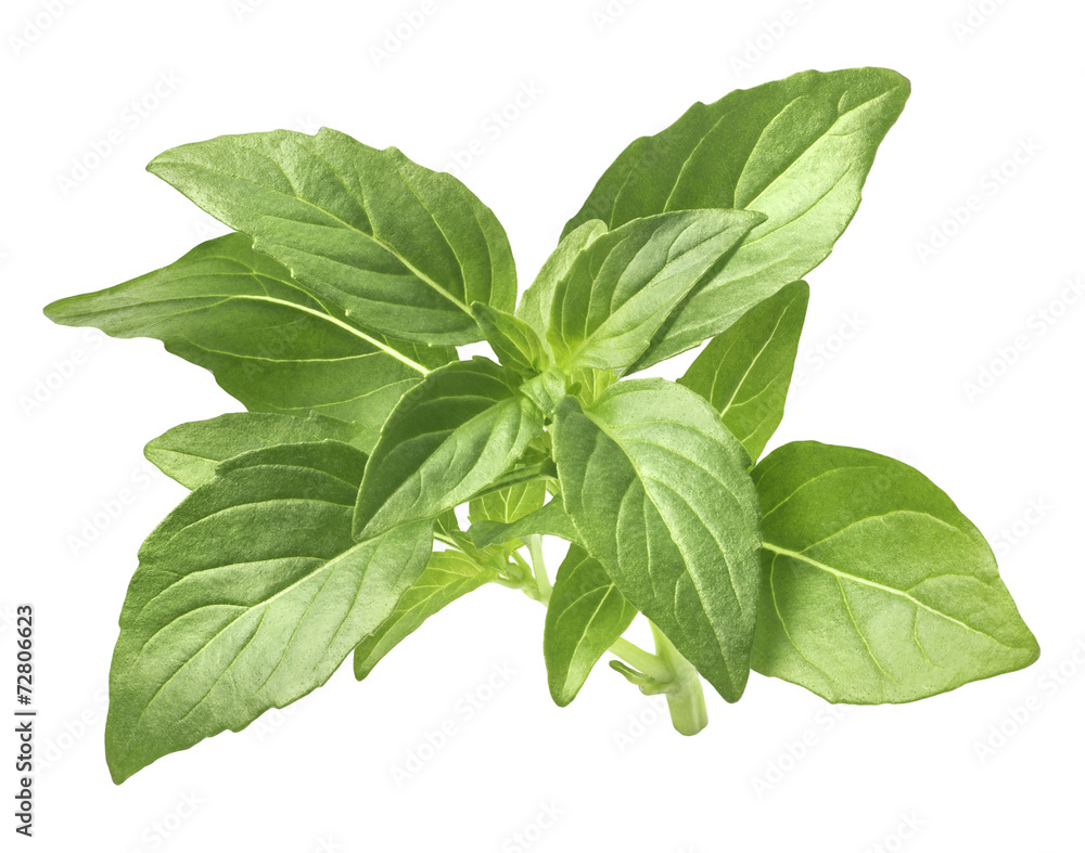 Fresh green basil isolated on white background Fresh green basil isolated on white background
