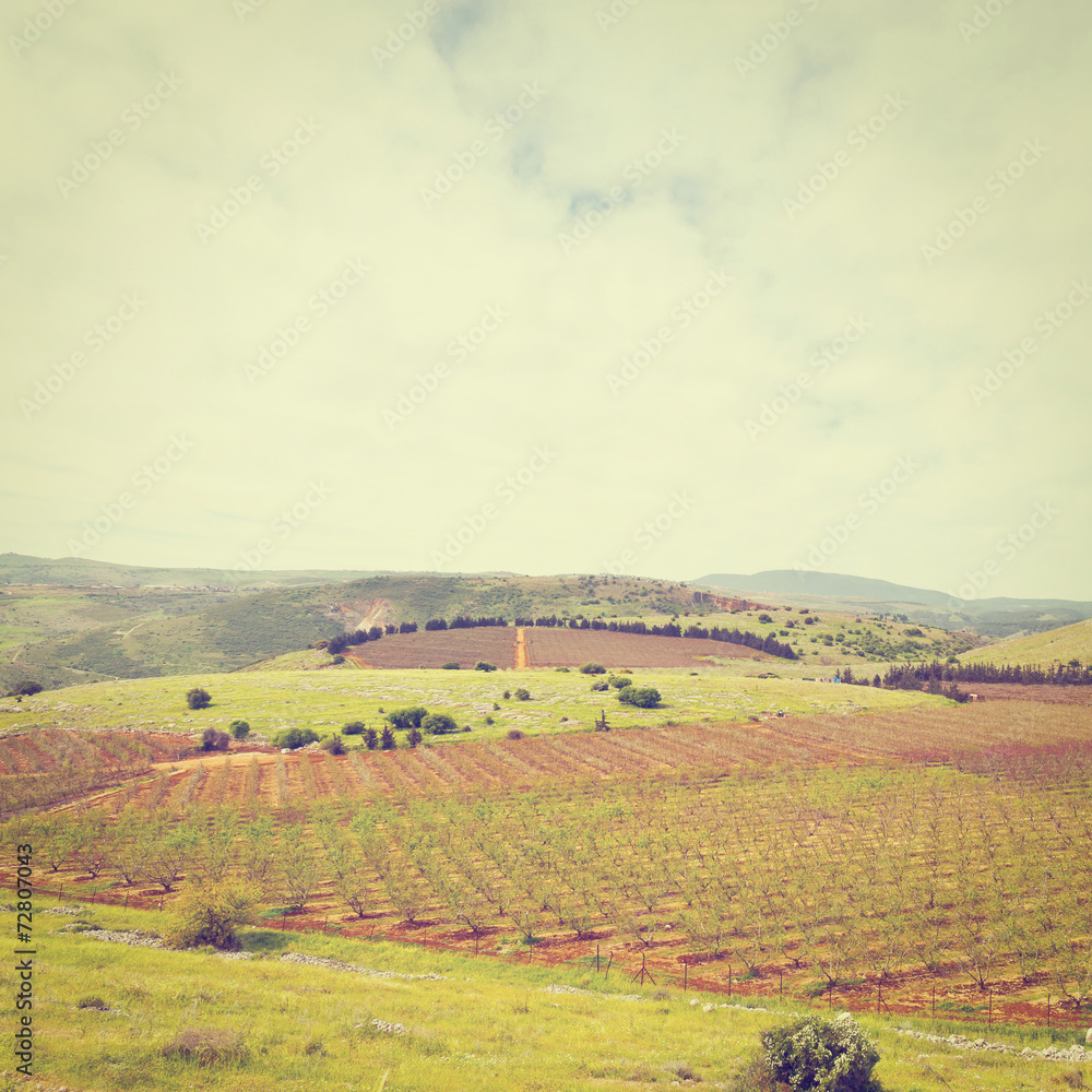 Field in Galilee