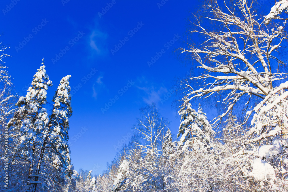 Jolly Winter and Sparkling Snowy Trees Jolly Winter and Sparkling Snowy Trees