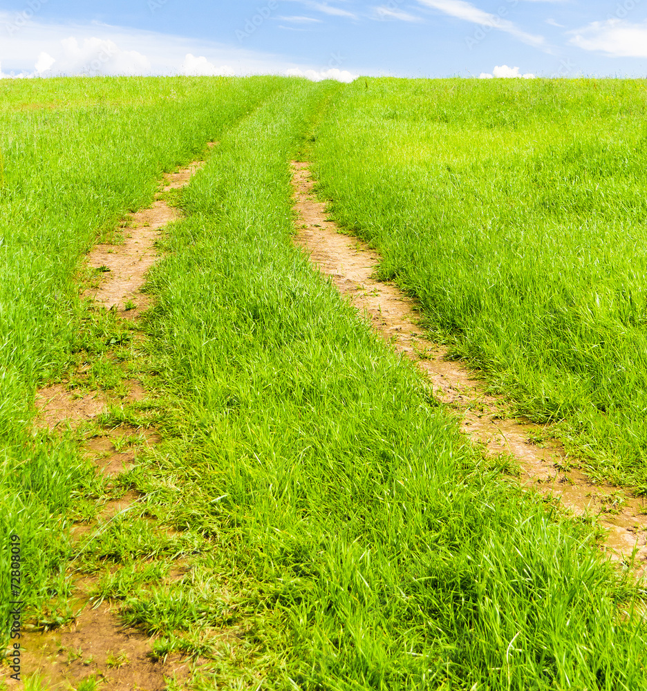 Summer Lawn Fields of Sunlight Summer Lawn Fields of Sunlight