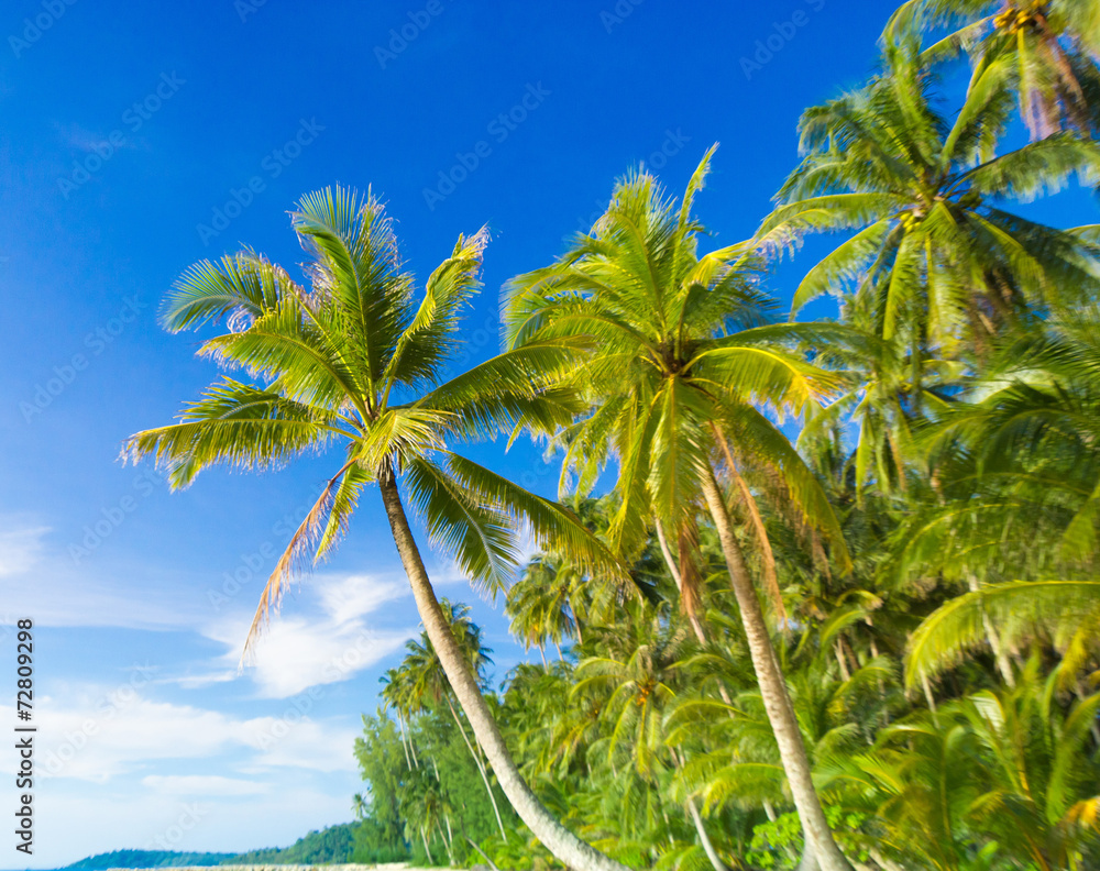 Palm Panorama Serenity Shore