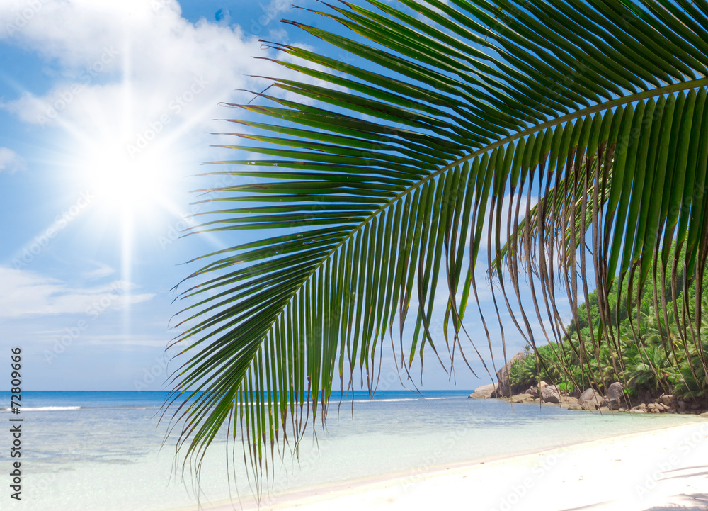 Fototapeta premium Coconut Getaway Green View