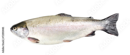 Fresh trout fish isolated on white