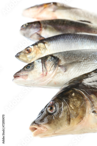 Fresh fish close-up