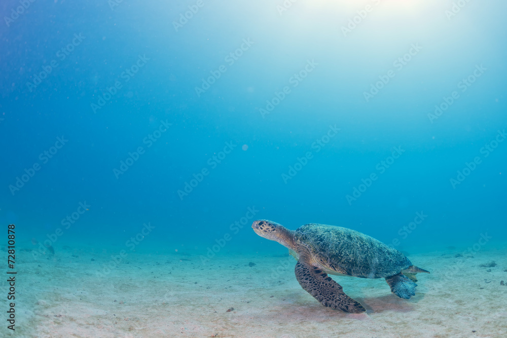 turtle coming to you underwater