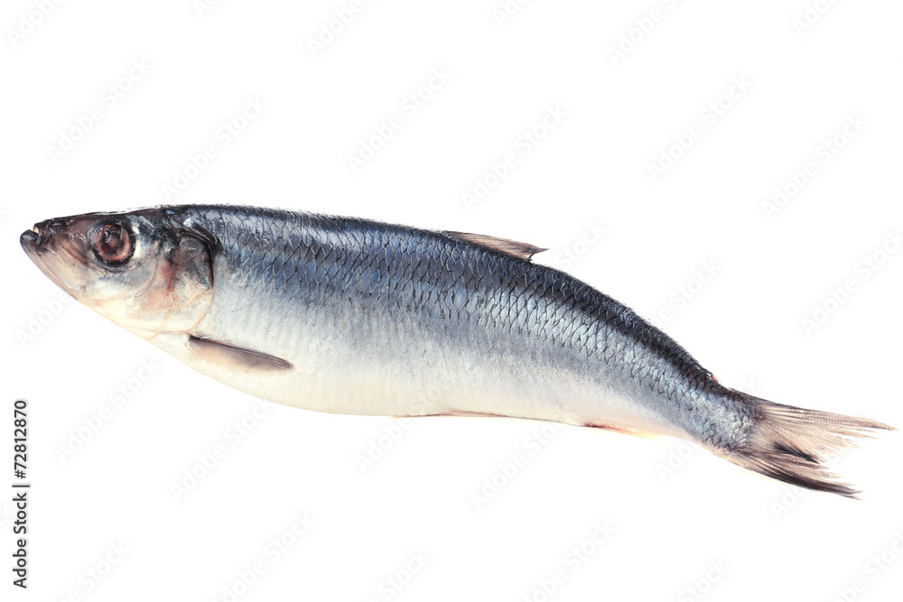 Fresh herring fish isolated on white Fresh herring fish isolated on white