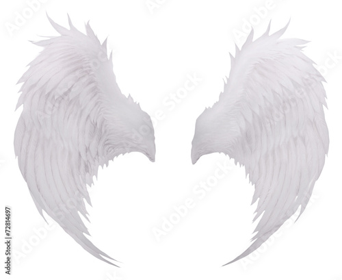 white birds wing feather,plumage isolated white background use f