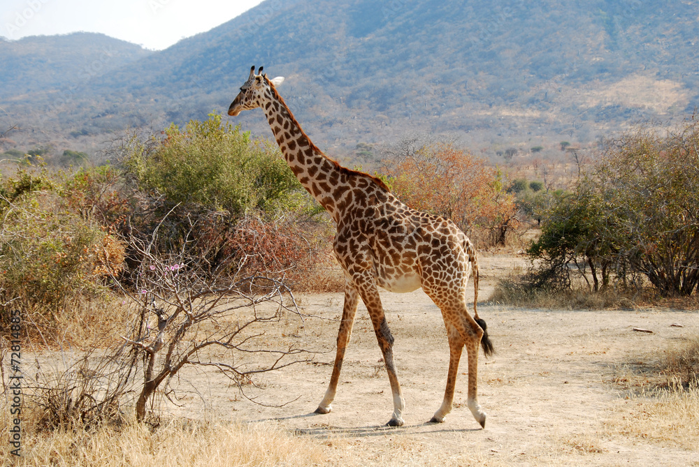 Fototapeta premium One day of safari in Tanzania - Africa - giraffe