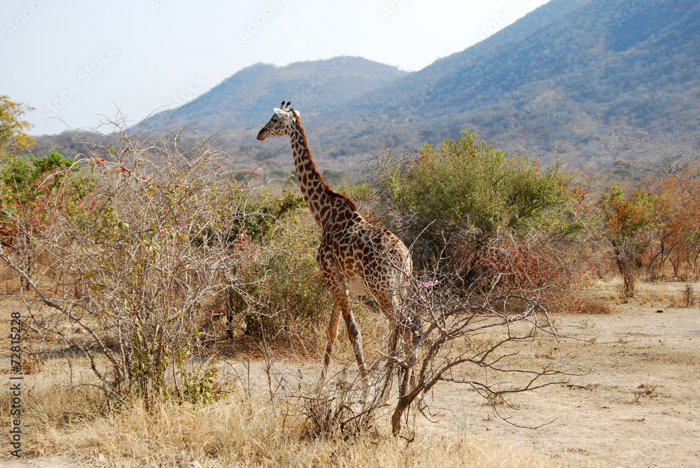 Obraz premium One day of safari in Tanzania - Africa - giraffe