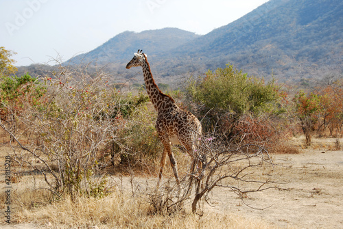 One day of safari in Tanzania - Africa - giraffe