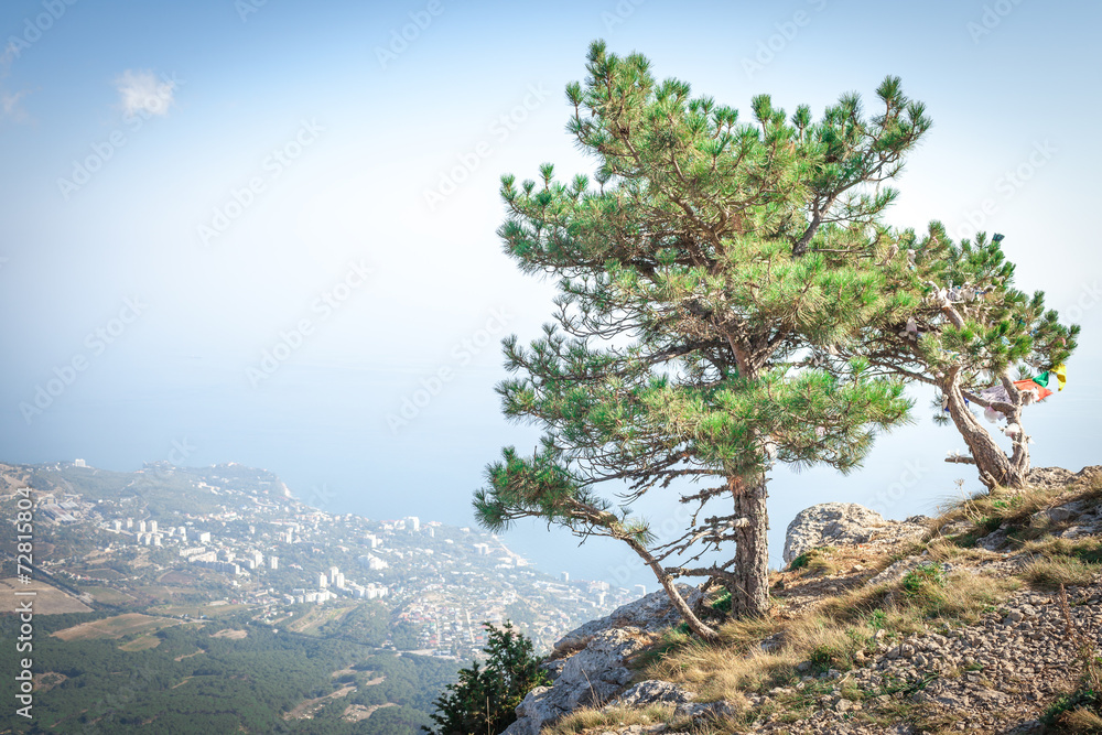 Pines on the mountain Ai-Petri in Yalta Crimea