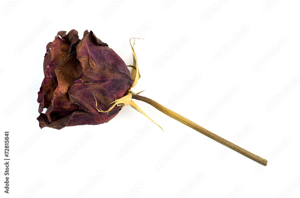 Single dead dried rose flower isolated on white