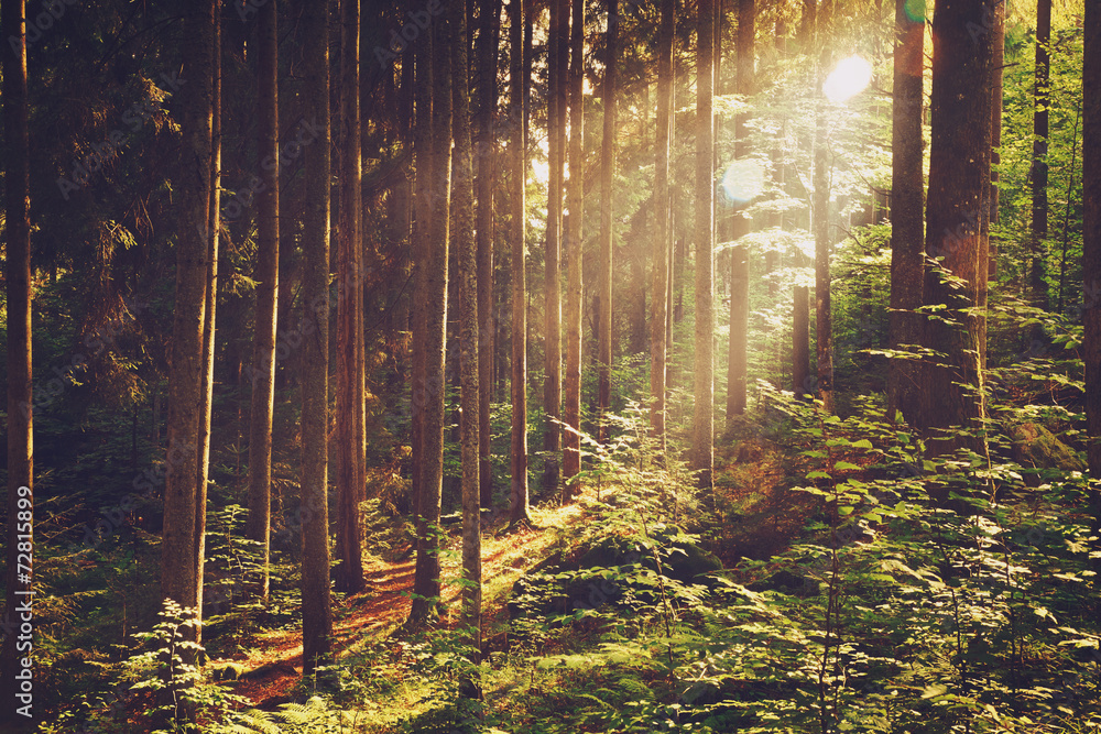 Fototapeta premium Forest lights