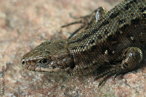 brown lizard on a rock close